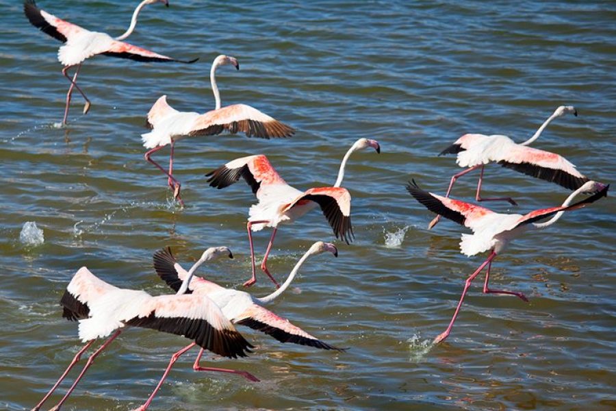 Agadir National Park and Tiznit